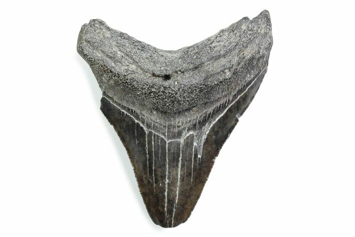 Serrated, Fossil Megalodon Tooth - South Carolina #370459